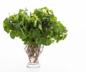 فواید نعناع برای پوست و 11 روش برای استفاده از آن برای زیبایی