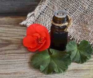 خواص روغن ژرانیوم یا همان شمعدانی