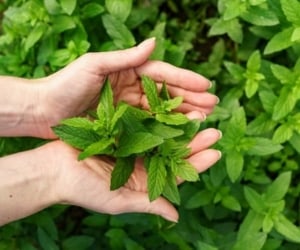 خواص پونه و فواید دارویی درمانی آن
