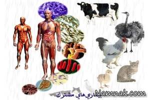 مراقب بیماری های منتقله از حیوان به انسان باشید