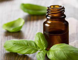 روغن ریحان با خواصی فوق العاده برای سلامت و زیبایی