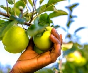 برای جلوگیری و فرار ازسرطان چه نخوریم؟!