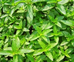 سوسنبر