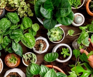 گیاهان آپارتمانی آرامبخش و کاهش دهنده استرس