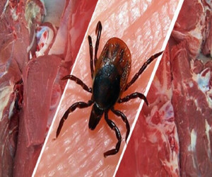 30 نفر مبتلا به تب کریمه کنگو شدند