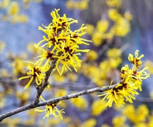 خواص نارون کوهی برای پوست، مو و دیگر اعضای بدن
