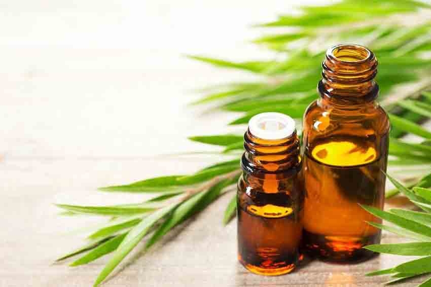 چرا روغن درخت چای در حیطه زیبایی بی‌نظیر است؟