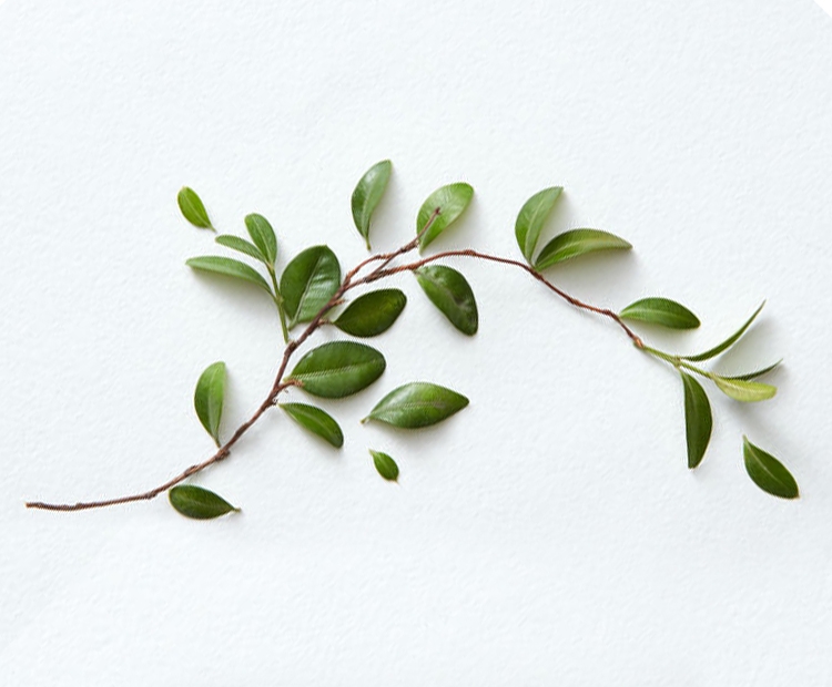 فواید روغن درخت چای برای پوست
