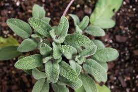 پنج گیاه موثر برای مقابله با آکنه