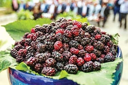 چرا تابستان، شاتوت بخوریم؟!