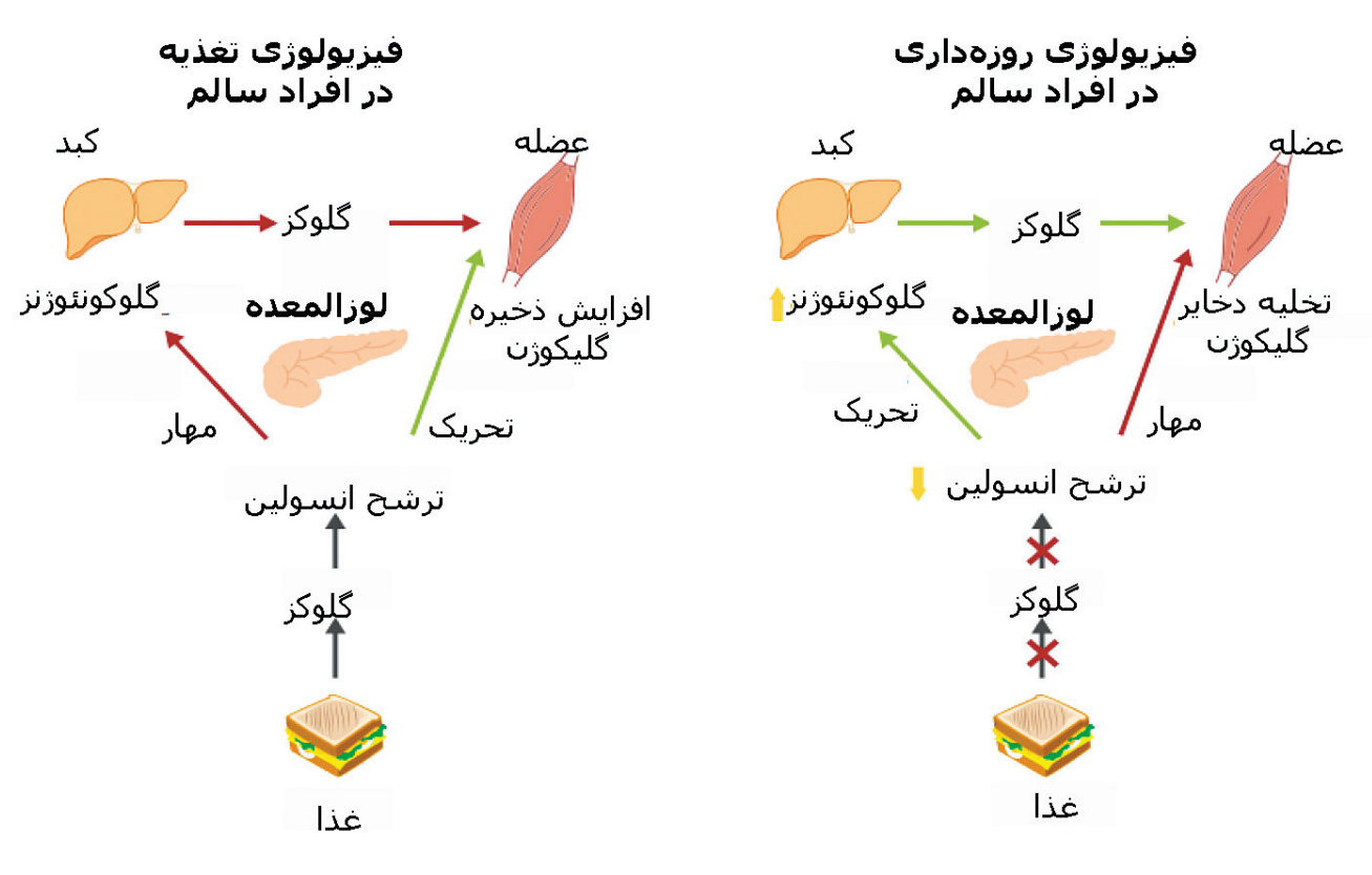 هنگام روزه‌داری در بدن شما چه رخ می‌دهد؟