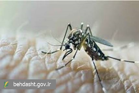 شناسایی 17 مورد بیمار مبتلا به تب دنگی در کشور از ابتدای سال 1404
