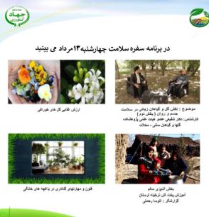گیاهان زینتی در سلامت جسم وروان چه نقشی دارند 