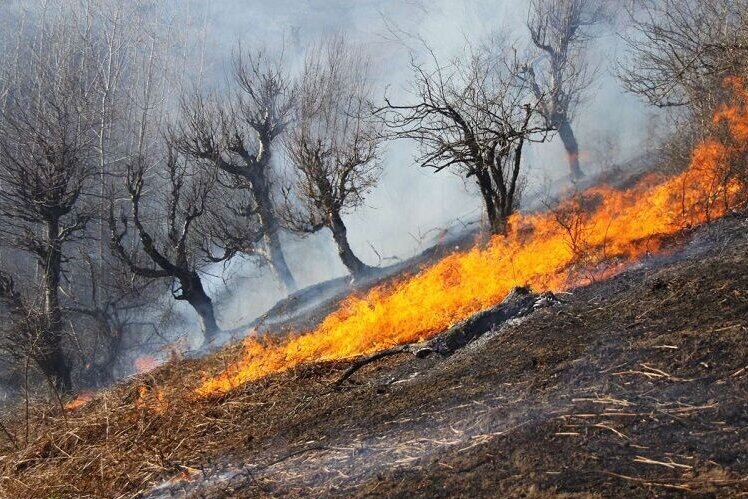 زاگرس در آتش؛ کنکاشی در چرایی وقوع حریق در جنگل های غرب 