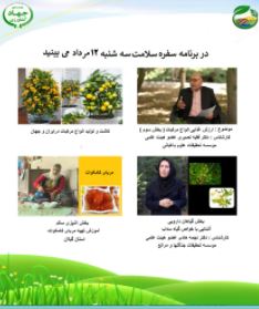 ارزش غذایی مرکبات 