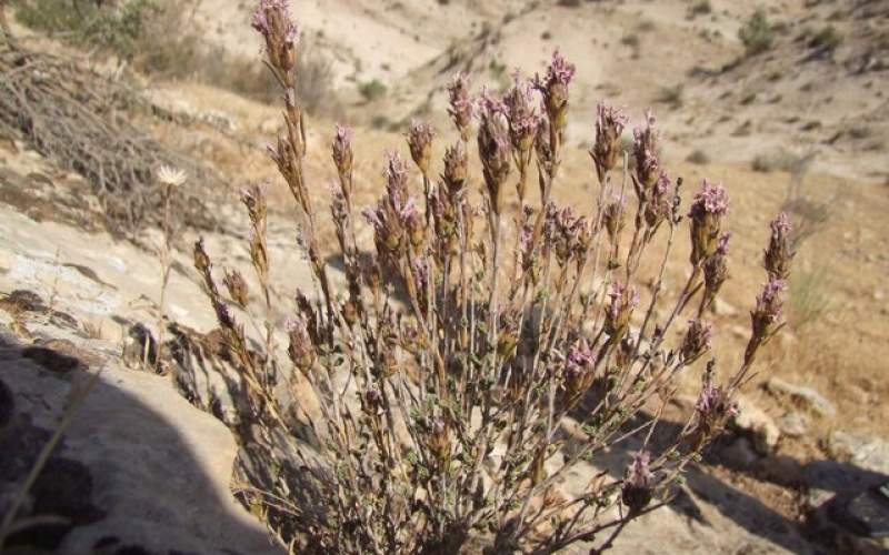 آویشن، گیاهی موثر در درمان سرماخوردگی 
