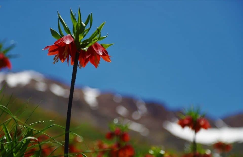 سیاهی دامن طبیعت در بهار سبزی‌ها؛